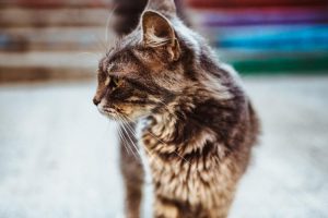 Obowiązkowe szczepienia kotów. Kiedy należy udać się do weterynarza?